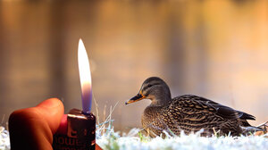 Απίστευτο σκηνικό: Τραυμάτισε πάπια με ψαροντούφεκο, απείλησε να κάψει πολίτες 