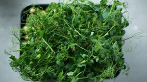 Βγαίνουν στην εξοχή και μαζεύουν χόρτα 