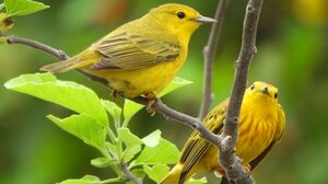 Τα πουλιά των Γκαλαπάγκος εμφανίζουν επιθετικότητα, λόγω του κυκλοφοριακού θορύβου