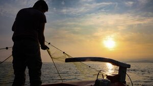 Τα αποθέματα σκουμπριού εξαντλούνται λόγω υπεραλίευσης