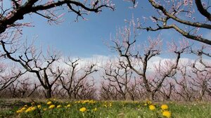 Καιρός: Επιστροφή στην... άνοιξη με άνοδο θερμοκρασίας και νοτιάδες