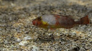 Ανακαλύψτε τον μαγικό βυθό της Κρήτης!