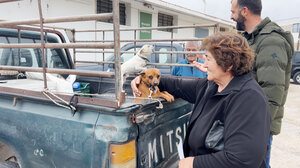 Δήμος Σητείας: Με μεγάλη επιτυχία το τριήμερο δωρεάν στειρώσεων, σήμανσης και λήψης DNA