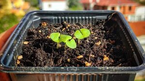 Από τις εκλογές… λουλούδια – Ψηφοδέλτια έγιναν χαρτί με σπόρους λουλουδιών και αρωματικών φυτών