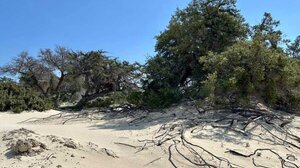 Γιατί τοποθετήθηκαν παγίδες στο δάσος άρκευθου στη Χρυσή