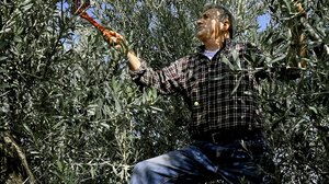 «Αρχόμενες μυκητολογικές προσβολές ελαιοκάρπου εσοδείας 2025-2026»