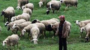 Μεγάλη ζωοκλοπή σε χωριό της Χερσονήσου: Μέσα σε λίγες ώρες εξαφανίστηκαν 250 αρνιά!