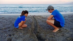 Ανακαλύψτε τη μυστική φύση της Κρήτης: Περίπατος στην παραλία της θαλάσσιας χελώνας με τον ΑΡΧΕΛΩΝ 