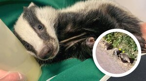 Αξιολάτρευτα μωρά ασβοί σώθηκαν από θαύμα