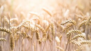 Αυξημένη η έκθεση στις επιβλαβείς τοξίνες λόγω κλιματικής αλλαγής