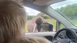 Στρουθοκάμηλος δάγκωσε τον Μπόρις Τζόνσον – Βίντεο