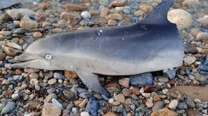 Σοκαριστικό θέαμα σε παραλία του Ρεθύμνου: Δελφίνι ξεβράστηκε κομμένο