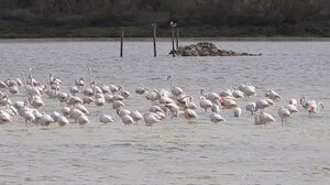 Δεκάδες φλαμίνγκο κάνουν στάση στη λιμνοθάλασσα Αλυκής στη Νάξο! - Δείτε βίντεο!