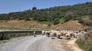 Κτηνοτρόφοι για αστυνομική επιχείρηση στα "Ακόλλητα": Κινδυνεύουμε από όλους και όλα!
