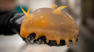 Απίθανα πλάσματα από τον βυθό της Ανταρκτικής έφερε στην επιφάνεια παγοθραυστικό