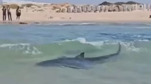 Τρόμος στο Ισραήλ: Καρχαρίες βγήκαν στα ρηχά ανάμεσα σε παιδιά – Αγνοείται δύτης 
