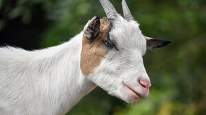 Κατάσχεσαν ζωντανό κατσίκι από την καρότσα φορτηγού - Βίντεο