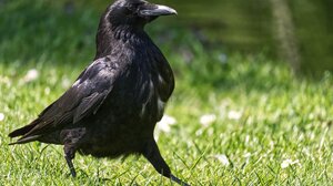 Ένα κοράκι άφησε χωρίς ρεύμα την Ιεράπετρα!