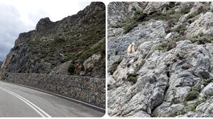Άμεση απομάκρυνση αιγοπροβάτων από τα πρανή στο φαράγγι Κουρταλιώτη