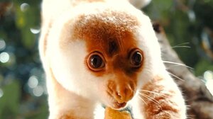 Σπάνιες εικόνες νυκτόβιου μαρσιποφόρου κούσκους!