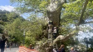 Συνεχίζονται οι έλεγχοι και οι παρεμβάσεις για τον μνημειακό πλάτανο στο Κράσι