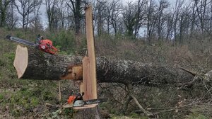 "Οικογενειακή" υπόθεση η παράνομη υλοτομία στο δάσος της Αρέθουσας από 35χρονο που συνελήφθη