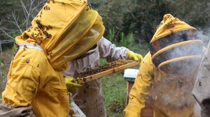 "Τρέχουν" οι αιτήσεις για συμμετοχή σε δράσεις εξοπλισμού και οικονομικής στήριξης της νομαδικής μελισσοκομίας