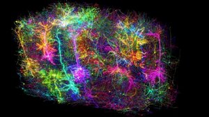 Ερευνητές δημιούργησαν τον πιο λεπτομερή χάρτη του εγκεφάλου θηλαστικού