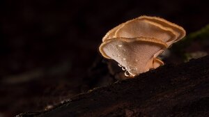 Σε τι κάνουν καλό τα μανιτάρια πλευρώτους