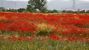 Ο καιρός στην Κρήτη την Κυριακή των Βαΐων