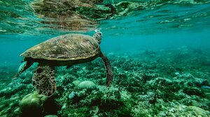 «Ξεθωριάζει» το 84% των κοραλλιογενών υφάλων