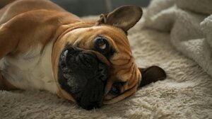 Φιλοζωική Ομάδα Σείριος Ηρακλείου: Οδηγίες για το βράδυ της Ανάστασης