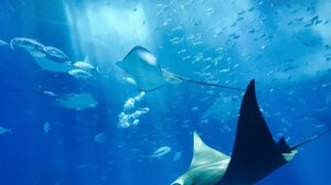 Δεκαετίες μετά την κατάργησή του, το DDT απειλεί ακόμα!