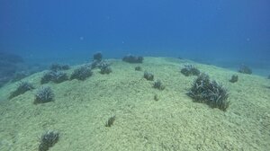 Λιβάδια Ποσειδωνίας: Οι «πνεύμονες» της θάλασσας χρειάζονται τη βοήθειά μας- Στο επίκεντρο η Σητεία!