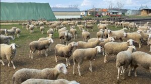 Απειλή τα βακτήρια στις εκτροφές αιγοπροβάτων - Έρευνα του Πανεπιστημίου Θεσσαλίας