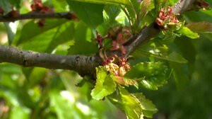 Ο παγετός «έκαψε» τις καλλιέργειες- Άμεσες αποζημιώσεις ζητούν οι αγρότες σε Πέλλα και Ημαθία