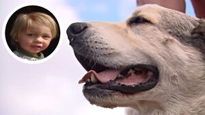 Σκύλος έσωσε 2χρονο που περιπλανιόταν μόνο του στην έρημο της Αριζόνα