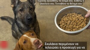 Σκυλάκια περιμένουν να τελειώσει η προσευχή για να φάνε το φαγητό τους! video