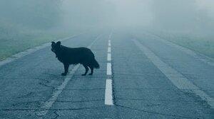 Πετάχτηκε σκύλος στον δρόμο, τρεις αστυνομικοί τραυματίστηκαν!