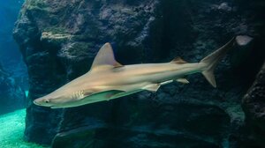 Σταχτοκαρχαρίας: Πρέπει να τον φοβόμαστε;