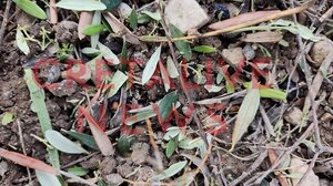 Αποζημιώσεις για τις ζημιές της χαλαζόπτωσης ζητά η Ενωτική Ομοσπονδία Αγροτοκτηνοτροφικών Συλλόγων