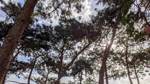 Επικίνδυνα δένδρα στη παιδική χαρά στη οδό Ερμή