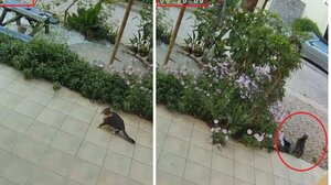 Κρήτη: Η γάτα και ο σκυλος που ένιωσαν το σεισμό να έρχεται! Δείτε βίντεο