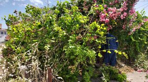 Οι νοτιάδες προκάλεσαν πτώση δέντρου στα Χανιά