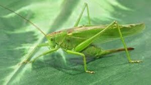 «Μόνον οι ακρίδες δεν έχουν πέσει, ακόμα πάνω μας!»