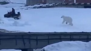  Άνδρας τρέχει να σωθεί από πολική αρκούδα - Βίντεο 
