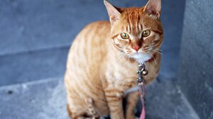 Αποκαλύφθηκε το καλά φυλαγμένο μυστικό των πορτοκαλί γατών