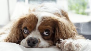 Δήμος Χανίων: Δωρεάν στειρώσεις σε δεσποζόμενα ζώα συντροφιάς για ευαίσθητες & ευπαθείς κοινωνικές ομάδες