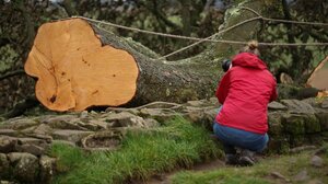 Αγγλία: Ένοχοι κρίθηκαν οι δύο άνδρες που έκοψαν το εμβληματικό δέντρο Sycamore Gap