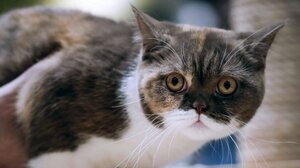 Όσα πρέπει να γνωρίζετε για καθένα από τα 4 στάδια ζωής μιας γάτας